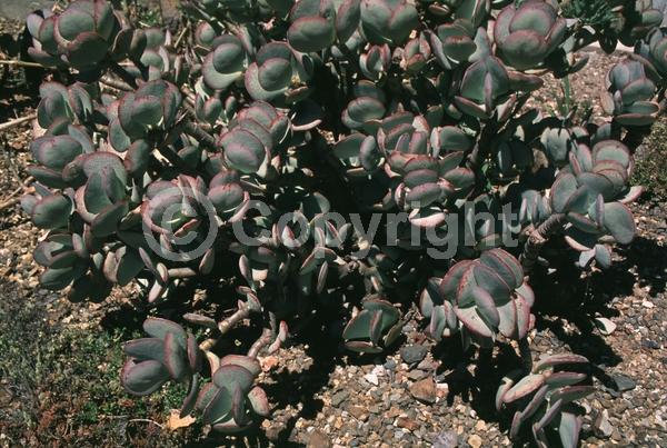 Pink blooms; Evergreen