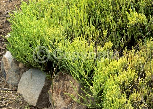 Yellow blooms; Evergreen