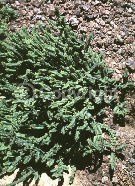 Yellow blooms; Evergreen