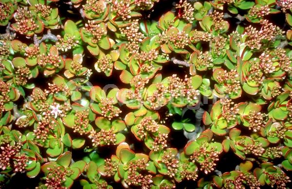 Pink blooms; Evergreen; Needles or needle-like leaf