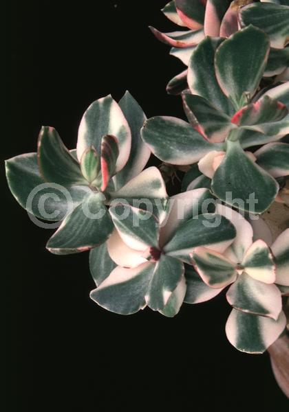 Pink blooms; Evergreen; Needles or needle-like leaf