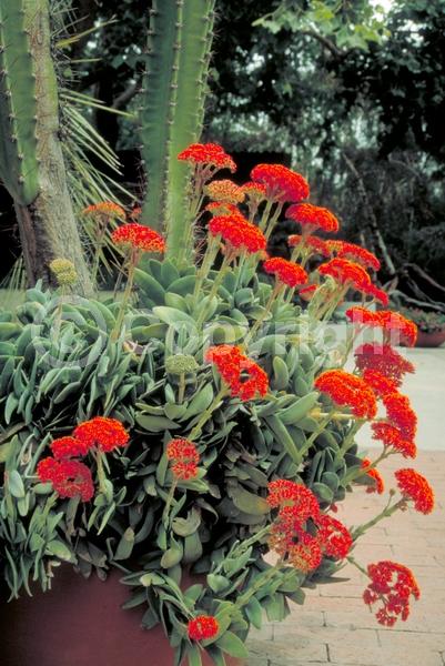 Red blooms; Evergreen; Needles or needle-like leaf