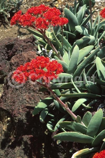 Red blooms; Evergreen; Needles or needle-like leaf