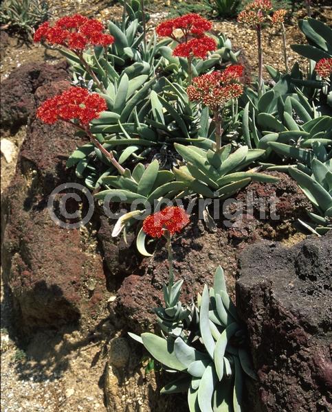 Red blooms; Evergreen; Needles or needle-like leaf