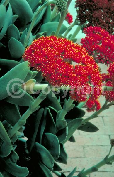 Red blooms; Evergreen; Needles or needle-like leaf