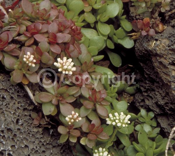 White blooms; Evergreen; Needles or needle-like leaf