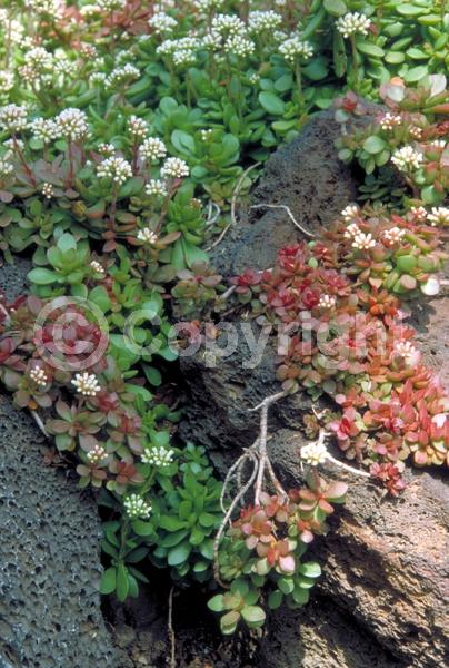 White blooms; Evergreen; Needles or needle-like leaf