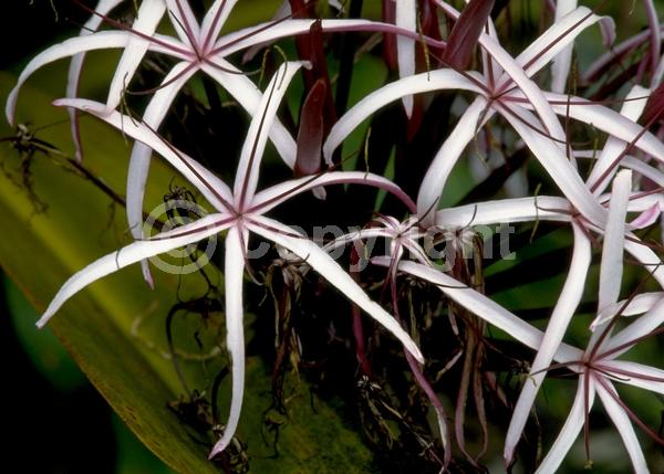 Red blooms; Purple blooms; Pink blooms; Evergreen