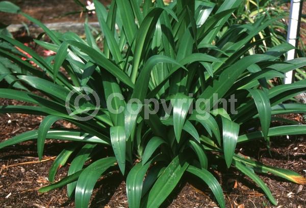 Purple blooms; White blooms; Brown blooms; Deciduous; North American Native