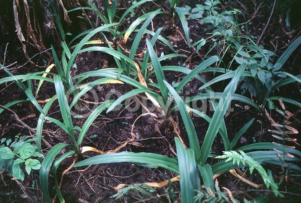 Purple blooms; White blooms; Brown blooms; Deciduous; North American Native