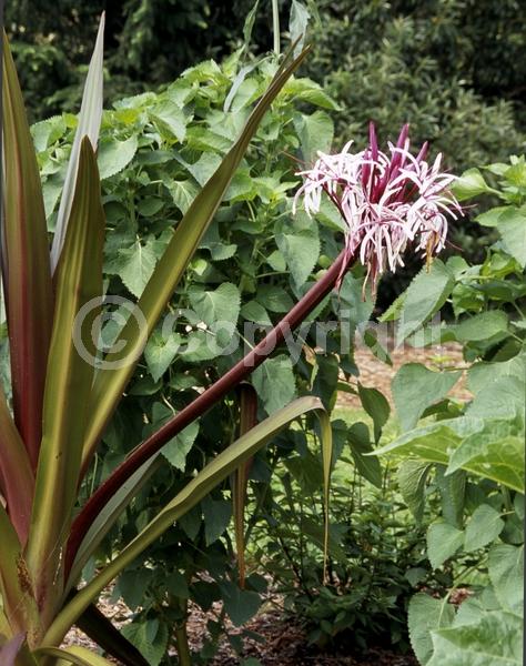 White blooms; Deciduous