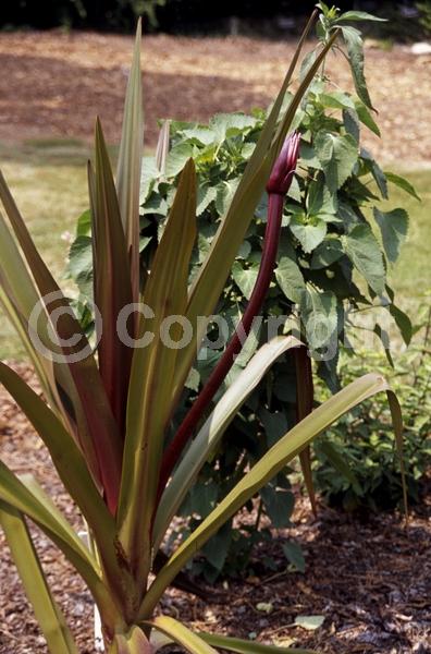 White blooms; Deciduous