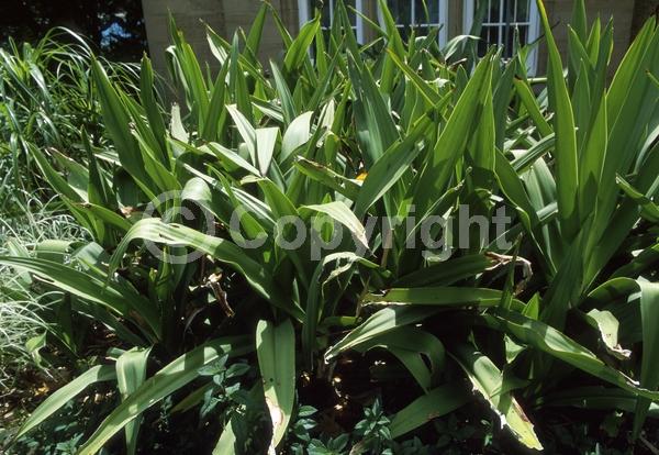 White blooms; Deciduous