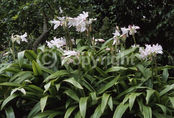 White blooms; Pink blooms; Deciduous