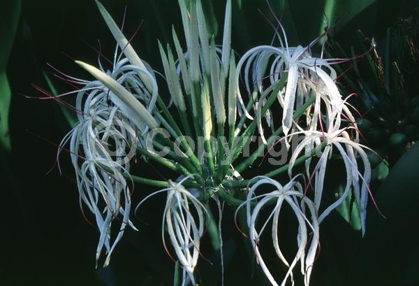 White blooms; Evergreen; Broadleaf
