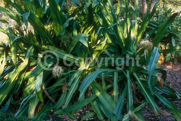 White blooms; Evergreen; Broadleaf