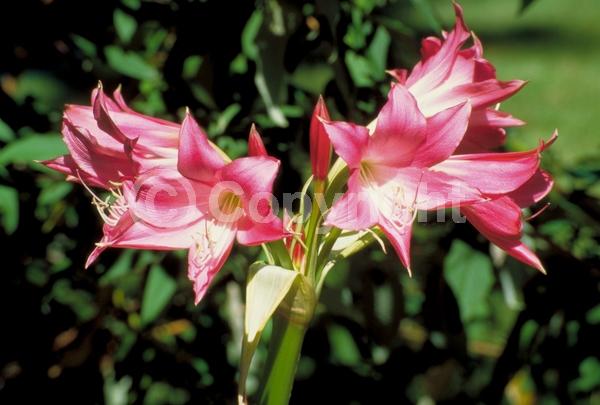 Red blooms; Pink blooms; Deciduous