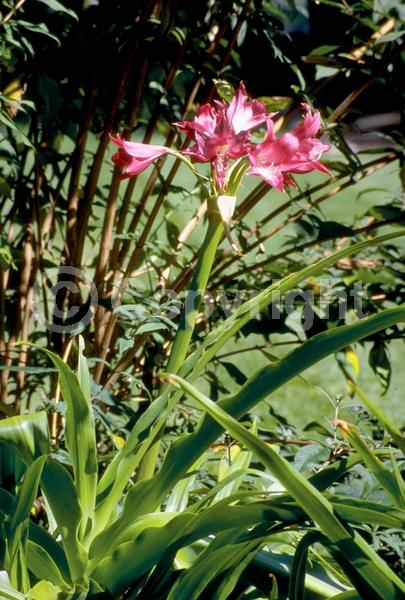 Red blooms; Pink blooms; Deciduous