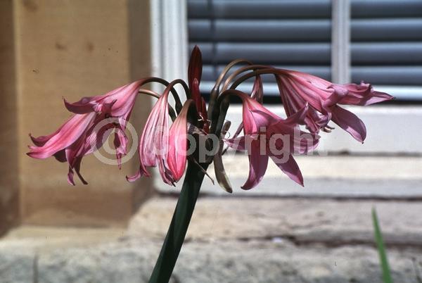 Pink blooms; Deciduous