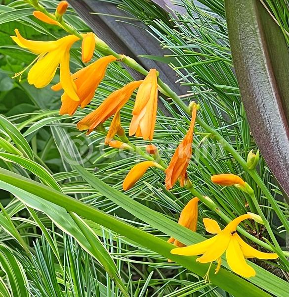 Yellow blooms; Deciduous