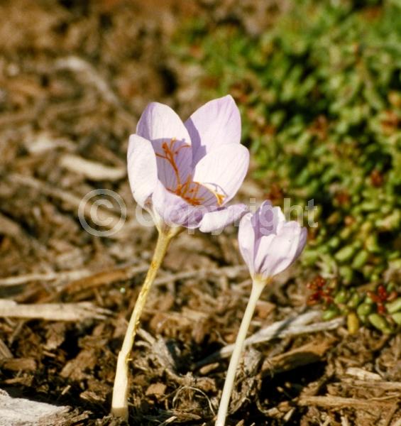 Blue blooms; Purple blooms; Deciduous; Broadleaf