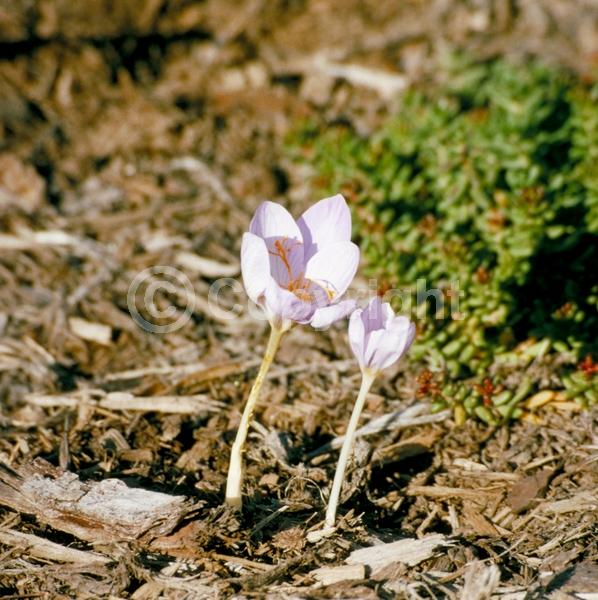 Blue blooms; Purple blooms; Deciduous; Broadleaf