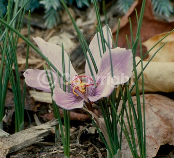 Purple blooms; Deciduous; Broadleaf