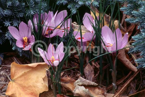 Purple blooms; Deciduous; Broadleaf