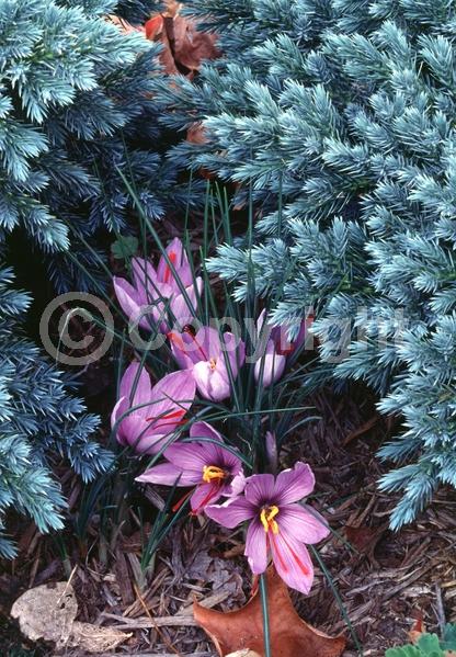 Purple blooms; Deciduous; Broadleaf