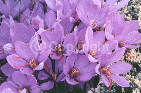 Purple blooms; Deciduous; Broadleaf
