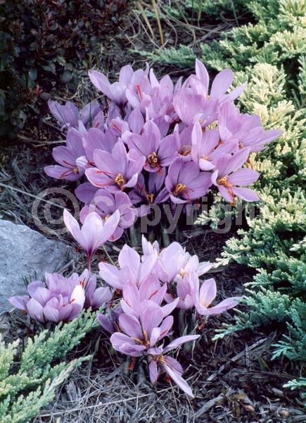Purple blooms; Deciduous; Broadleaf