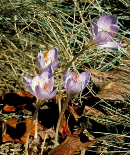 Blue blooms; Purple blooms; Deciduous; Broadleaf