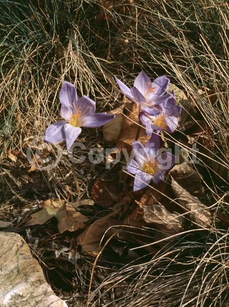 Blue blooms; Purple blooms; Deciduous; Broadleaf