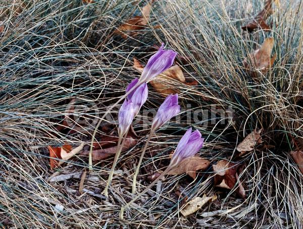 Blue blooms; Purple blooms; Deciduous; Broadleaf