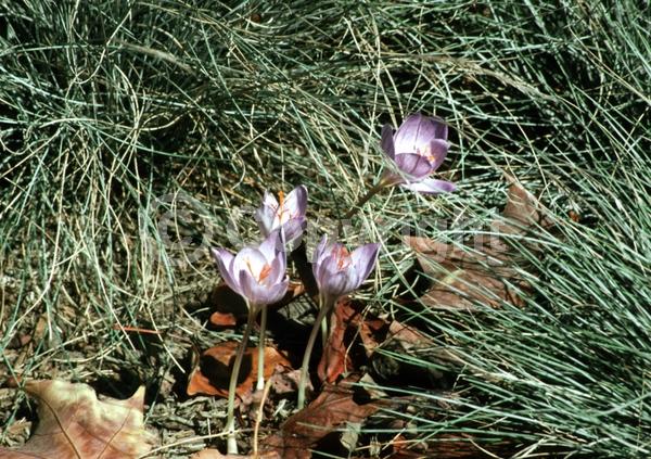 Blue blooms; Purple blooms; Deciduous; Broadleaf