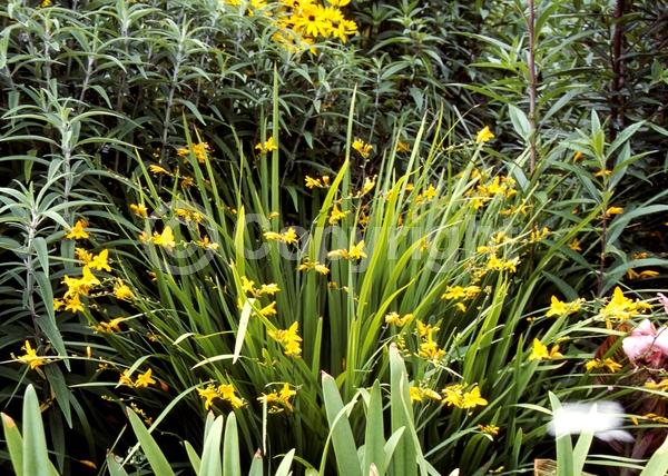 Yellow blooms; Deciduous