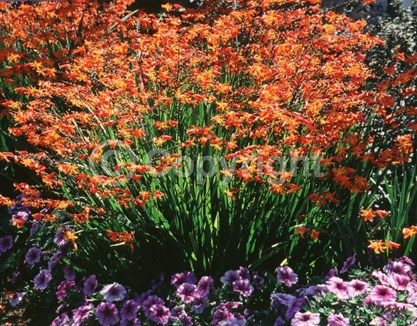 Red blooms; Orange blooms