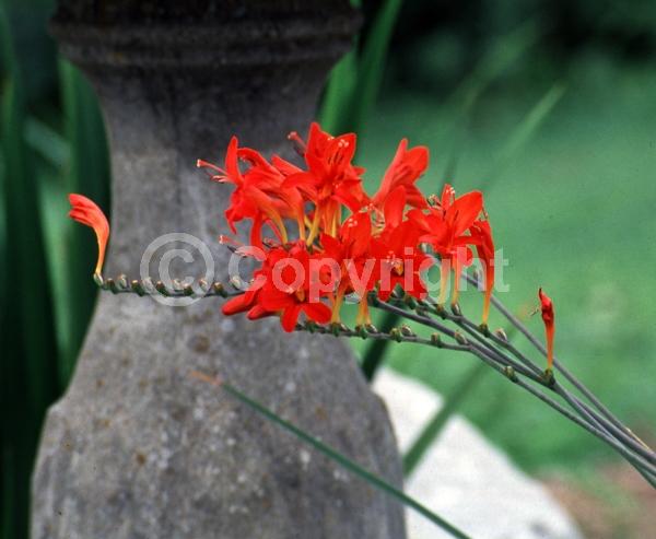 Red blooms; Orange blooms