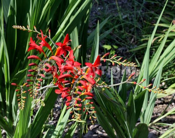 Red blooms; Orange blooms