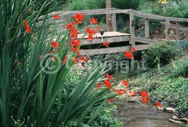 Red blooms; Orange blooms