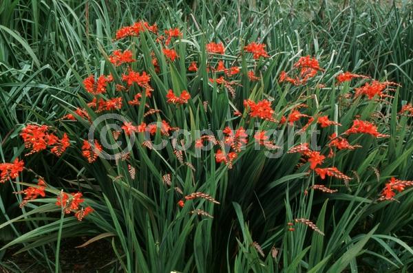 Red blooms; Deciduous
