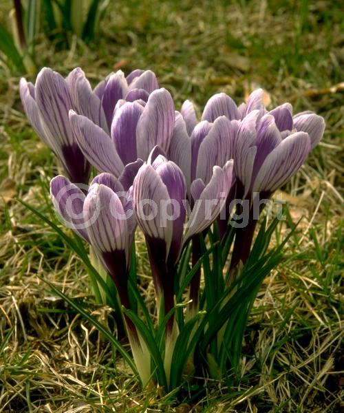 Orange blooms; Yellow blooms; Blue blooms; Purple blooms; White blooms; Pink blooms; Deciduous; Broadleaf