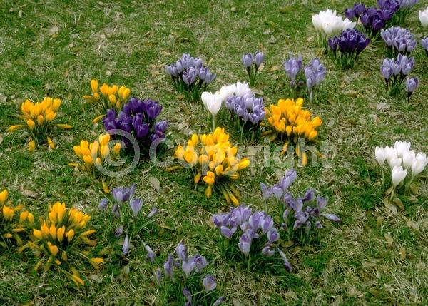 Orange blooms; Yellow blooms; Blue blooms; Purple blooms; White blooms; Pink blooms; Deciduous; Broadleaf