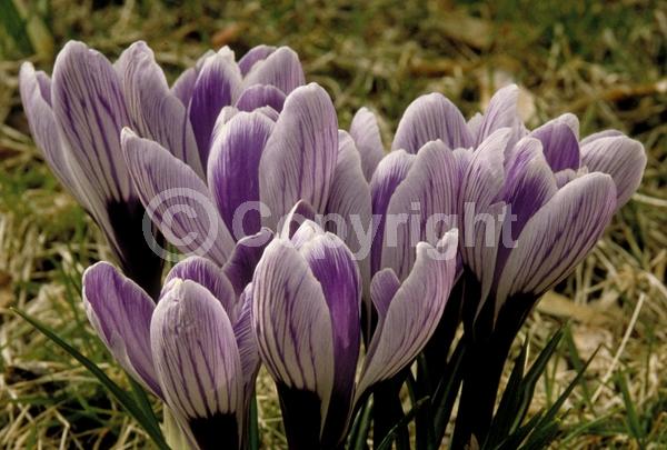 Orange blooms; Yellow blooms; Blue blooms; Purple blooms; White blooms; Pink blooms; Deciduous; Broadleaf