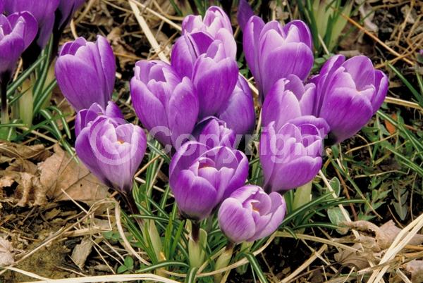 Orange blooms; Yellow blooms; Blue blooms; Purple blooms; White blooms; Pink blooms; Deciduous; Broadleaf