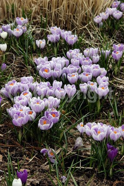 Orange blooms; Yellow blooms; Blue blooms; Purple blooms; White blooms; Pink blooms; Deciduous; Broadleaf