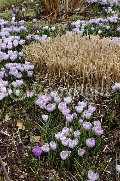 Orange blooms; Yellow blooms; Blue blooms; Purple blooms; White blooms; Pink blooms; Deciduous; Broadleaf