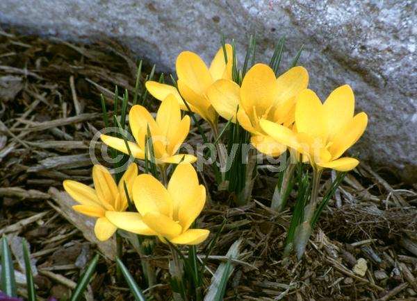 Orange blooms; Yellow blooms; Blue blooms; Purple blooms; White blooms; Pink blooms; Deciduous; Broadleaf