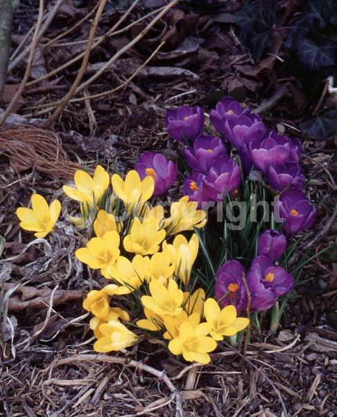 Orange blooms; Yellow blooms; Blue blooms; Purple blooms; White blooms; Pink blooms; Deciduous; Broadleaf