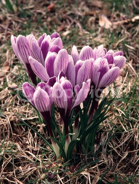 Orange blooms; Yellow blooms; Blue blooms; Purple blooms; White blooms; Pink blooms; Deciduous; Broadleaf